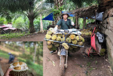 Rasakan Nikmatnya Durian Selayang, Buah Khas Bengkulu Tengah yang Menggugah Selera