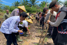 Penanaman Jagung di Desa Ujung Karang Dekat Limbah PT Agra Sawitindo, Distan Lakukan Pengawasan Ketat