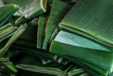 Penyakit Takut Mendekat, Ramuan Daun Pisang Ini Mampu Meningkatkan Imun Tubuh