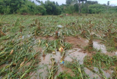 Dilanda Banjir, Kebun Jagung Seluas 1,5 Hektare Milik Desa di Bengkulu Tengah Gagal Panen