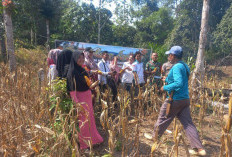 Panen Jagung Tak Sesuai Ekspektasi, Pemdes Karang Tengah Rencanakan Program Ini