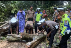 Ditengah Guyuran Hujan, Tim Gabungan Evakuasi Pohon Tumbang yang Tutupi Akses Jalan Liku Sembilan