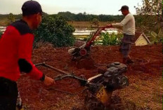 LSM Projamin Kritik Alih Fungsi Lahan Cugung Buluwah, Pemdes: Sementara untuk Program Jagung