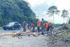 BPBD Benteng Tebang Pohon Rawan Tumbang Liku Sembilan 