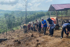 Desa Semidang Tanam Jagung Sadesahe, Optimis Raih Panen Terbaik