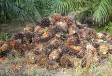 Tak Sesuai Harga Resmi, Petani Sawit Keluhkan TBS Masih di Bawah Rp3.000