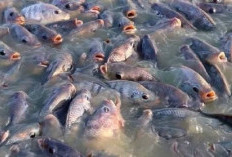 15 Ribu Ikan Nila Disiapkan untuk Ketahanan Pangan Desa Pasar Pedati 