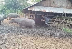 Marak Kerbau Mati Mendadak di Bengkulu Tengah, Dinas Pertanian Diminta Bertindak