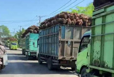 Antrean Truk TBS Kelapa Sawit di Depan Pabrik Bengkulu Tengah Mengular, Ini Penyebabnya