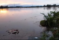 194 Hektare Sawah di Bengkulu Tengah Terendam Banjir, Kerugian Petani Diestimasikan Capai Rp194 Juta