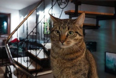 Kenapa Kucing Liar Suka Masuk ke Rumah? 5 Hal Ini Bisa Jadi Penyebabnya