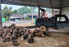 PT. Palma Mas Sejati Kembali Beroperasi, Toke dan DO Bisa Menyetor TBS Mulai Hari Ini!