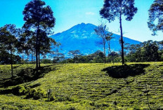 5 Destinasi Wisata Menarik di Wonosobo Selama Libur Sekolah 2025, Yuk Healing!
