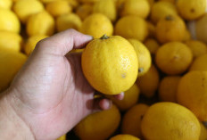 5 Khasiat Kulit Lemon, Ampuh Cegah Bau Mulut