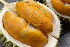 JANGAN KEBANYAKAN! Inilah Efek Samping Makan Durian Terlalu Banyak, Bisa Sebabkan?