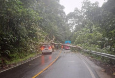 Pohon Tumbang dan Tanah Longsor Jadi Ancaman di Liku Sembilan, BPBD Peringatkan Pengendara