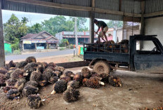 PT. Agra Sawitindo Dikabarkan Batasi Penerimaan TBS, Petani Sawit Hadapi Krisis Penjualan