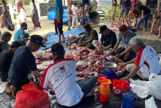 Idul Adha 1447 Hijriah, IKPM dan GMPM Kota Bengkulu Sembelih 8 Ekor Sapi Kurban