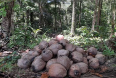 Harga Kelapa Melonjak Jelang Idul Adha, Warga Berburu hingga ke Kebun