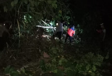 Evakuasi Pohon Tumbang di Liku Sembilan Selesai, Polisi Ingatkan Waspada Pohon Rawan Roboh