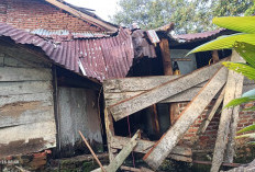 Rumah Wanita 30 Tahun di Desa Arga Indah II Bengkulu Tengah Ambruk Usai Tertimpa Pohon Karet