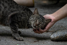 Sering Merasa Aneh Kenapa Kucing Kampung Sering Mengikuti Kita? Oh Ternyata Ini Alasannya