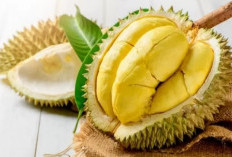 Awas! Konsumsi Buah Durian Berlebihan Sangat Berbahaya, Ini 6 Kondisi yang Tidak Disarankan