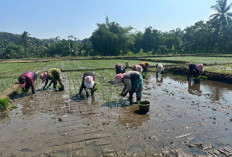 Lahan Seluas 3,5 Hektare, Kabupaten Bengkulu Tengah Dijadikan Penyemaian Bibit Padi Unggul