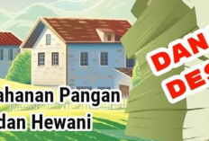 Program Penggemukan Sapi di Kecamatan Taba Penanjung Diduga Tak Kantongi Surat Kesehatan Hewan, Cek Faktanya