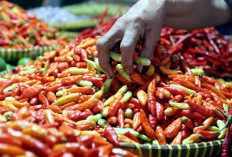 Suka Makan Pedas? Simak Sederet Khasiat Cabai Rawit yang Tak Terduga