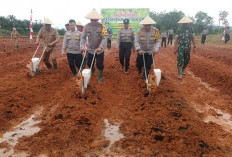 Polda Bengkulu Tanam Jagung Perdana di Bengkulu Tengah, Dukung Ketahanan Pangan Presiden Prabowo Subianto