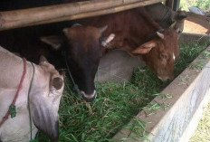 Jelang Iduladha, Peternak Desa Jayakarta Keluhkan Sepinya Pembeli Hewan Kurban