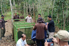Beruang Madu Tertangkap di Bengkulu Tengah, BKSDA: Kondisinya Luka dan Sedang Diobservasi