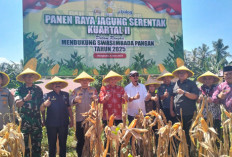 Panen Raya Jagung Bersama Presiden, Bengkulu Tengah Mantapkan Langkah Menuju Swasembada