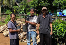 Dukung Ketahanan Pangan, Pemdes Pagar Jati Bagikan 300 Bibit Alpukat dan Mangga ke Warga