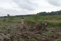 Petani Desa Srikuncoro Menjerit Harga Pupuk Tinggi, Pemerintah Kabupaten Diminta Peka