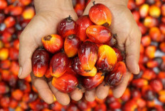 Harga TBS di Bengkulu Tengah Masih Rendah, Petani Terkendala ‘Ninja Sawit’