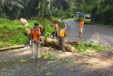 Kurun 2 Bulan, BPBD Catat 11 Titik Tanah Longsor dan 3 Pohon Tumbang di Bengkulu Tengah