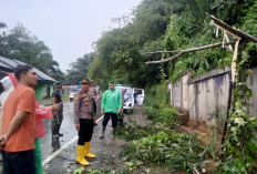 Pohon Tumbang dan Longsor Mengintai, Warga Bengkulu Tengah Diminta Waspada