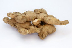 3 Herbal Alami untuk Asam Urat yang Menyakitkan