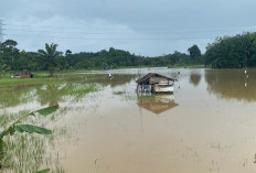 150 Hektare Sawah di Bengkulu Tengah Terendam Banjir, Petani Khawatir Gagal Panen