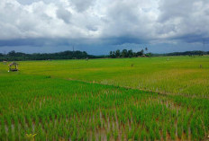 Kerusakan Irigasi Ancam Kedaulatan Pangan Bengkulu Tengah, 60 Persen Lahan Sawah Beralih Fungsi