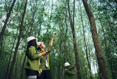 Direktorat Penggunaan Kawasan Hutan Buka Lowongan Kerja D3/S1, Ini Syaratnya