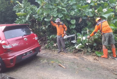 Curah Hujan Diprediksi Masih Tinggi, Liku Sembilan Rawan Pohon Tumbang dan Tanah Longsor