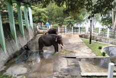 2 Gajah Sumatra Dirantai, Pemkab Wonogiri Angkat Bicara