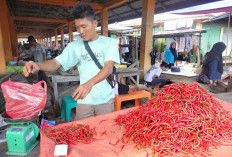 Harga Cabai Rawit Setan Masih Bertengger Rp100 Ribu/Kg