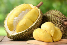 Wajib Tahu! Berikut 10 Manfaat Mengkonsumsi Buah Durian Bagi Kesehatan Tubuh, Ini Penjelasannya