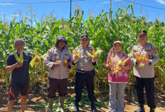 Polsek Talang Empat Gandeng Tiga Desa, Panen Jagung Dukung Ketahanan Pangan