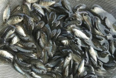 80.000 Benih Ikan Nila Ditebar, Pemdes Tanjung Terdana Optimalkan Dana Desa