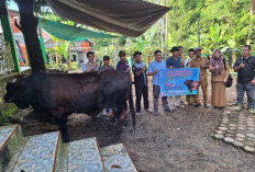 Sebanyak 761 Hewan Kurban Disembelih di Bengkulu Tengah Idul Adha Tahun Ini